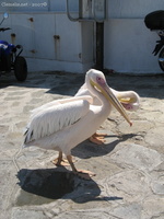 img 0429