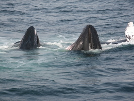 2010-08-17 22.12 80.