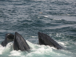 2010-08-17 22.28 84.