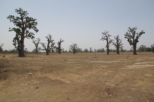 Saly IMG 1515
